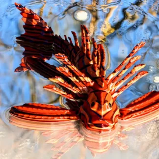 Poisson lion, impression 3d, 3d opale.fr